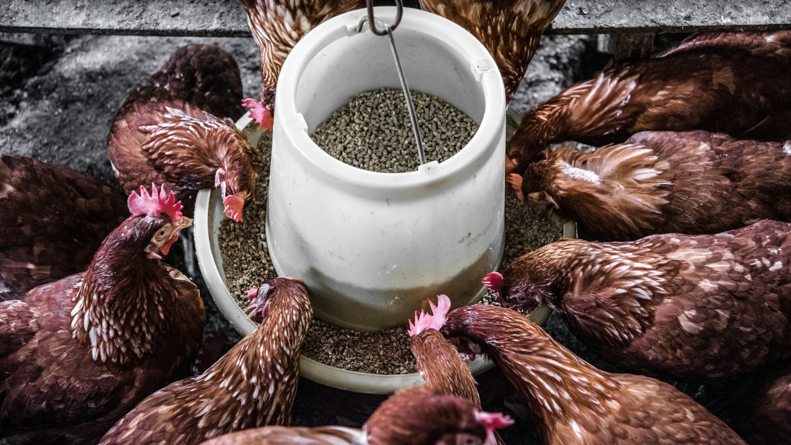 Gallinas alimentándose en comedero