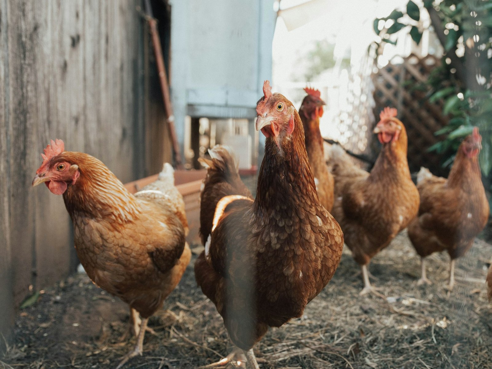 Gallinas en la granja