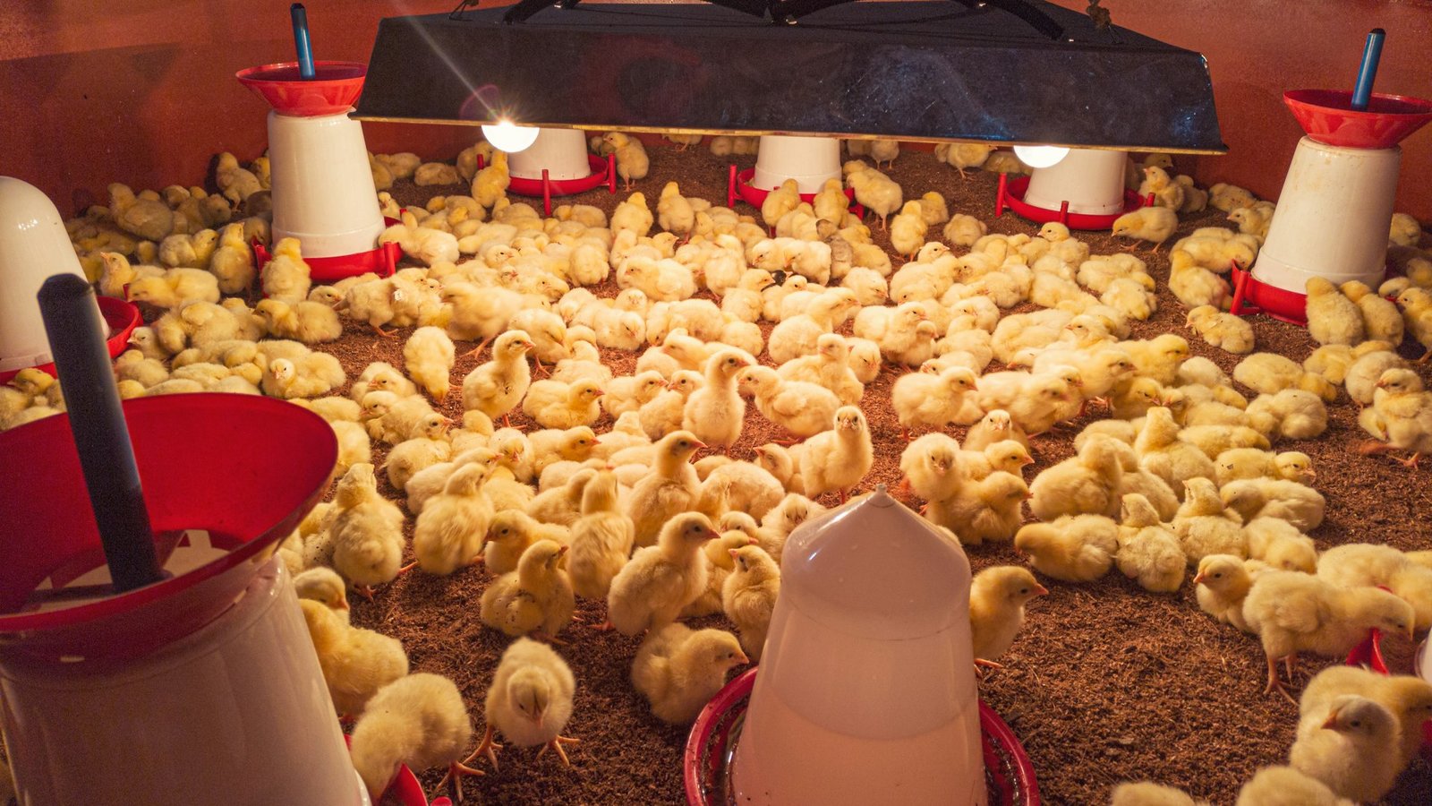 Pollitos en galpón con comederos